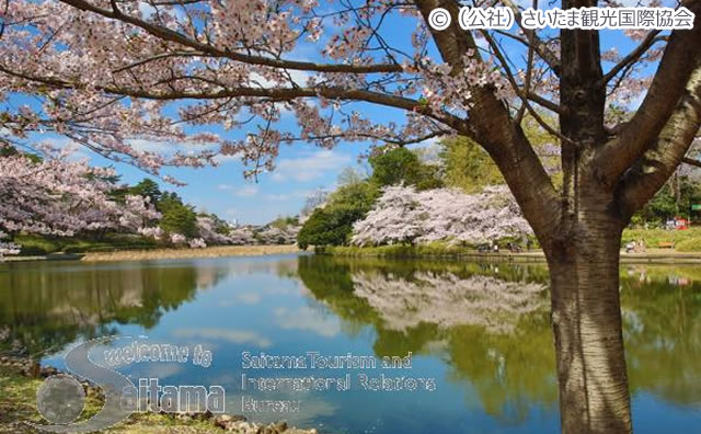 大宮公園  / （公社）さいたま観光国際協会
