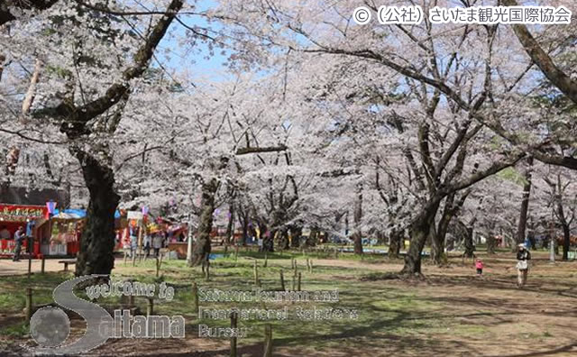 大宮公園  / （公社）さいたま観光国際協会