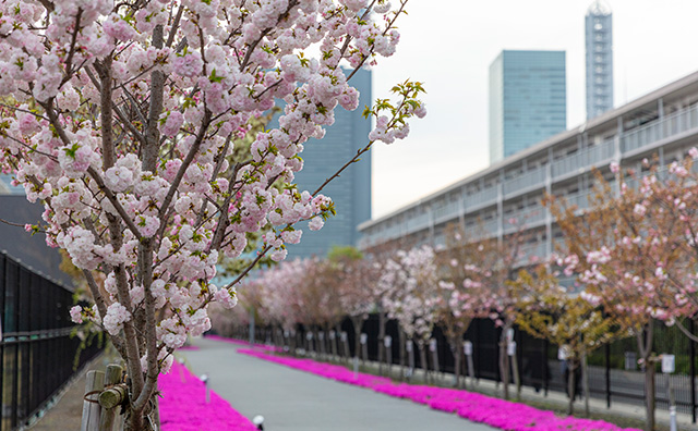 造幣局　さくらのさんぽ道