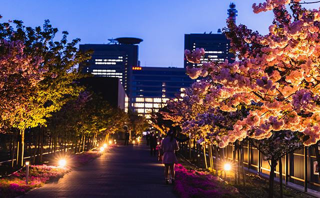 造幣局　さくらのさんぽ道（夜桜）