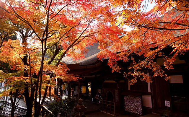 石山寺本堂（秋）
