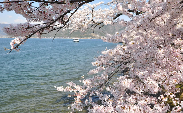 海津大崎の桜 のイメージ
