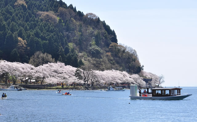 海津大崎の桜 のイメージ　 / （公社）びわ湖高島観光協会
