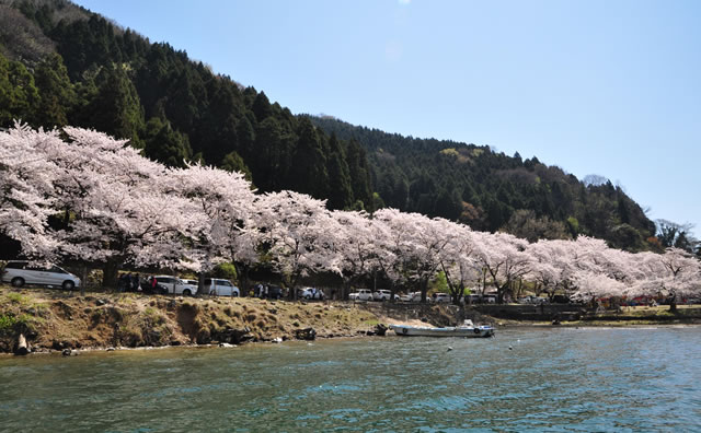 海津大崎の桜 のイメージ　 / （公社）びわ湖高島観光協会
