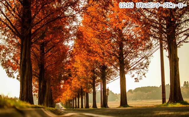 メタセコイア並木　秋 のイメージ