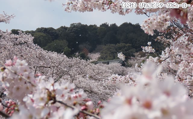 三井寺 さくらのイメージ