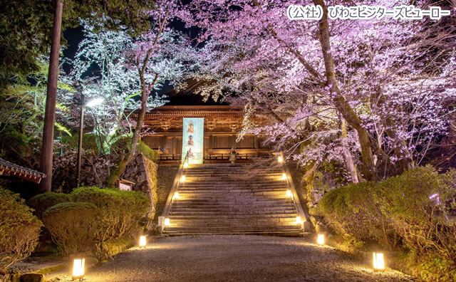 三井寺に咲く夜桜