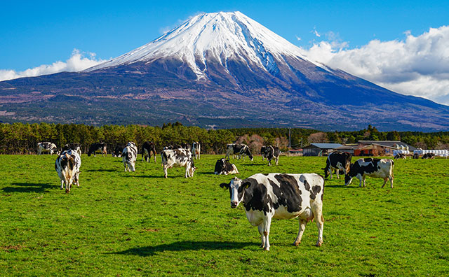 朝霧高原