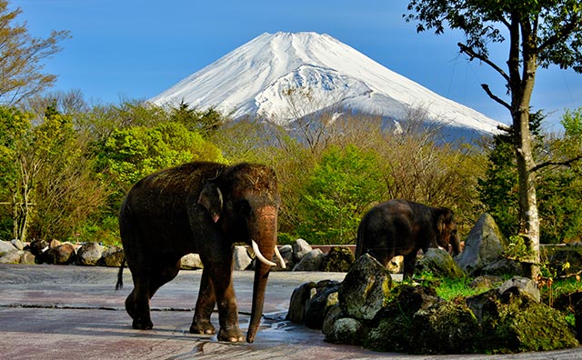 富士急サファリパークのイメージ
