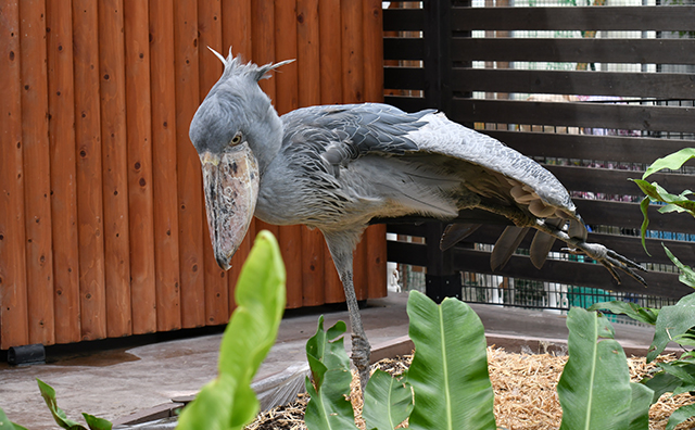 掛川花鳥園