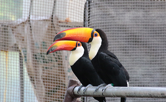 掛川花鳥園オニオオハシ