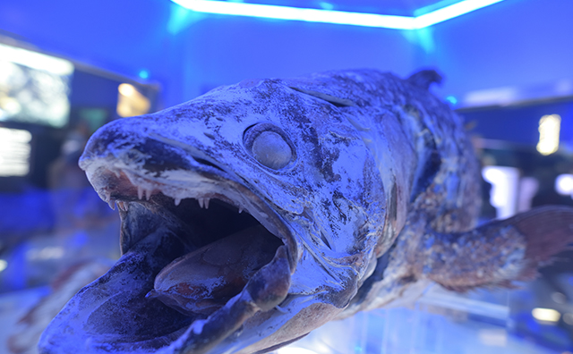 沼津港深海水族館　シーラカンスの冷凍標本のイメージ