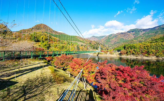 もみじ谷大吊橋　紅葉の様子