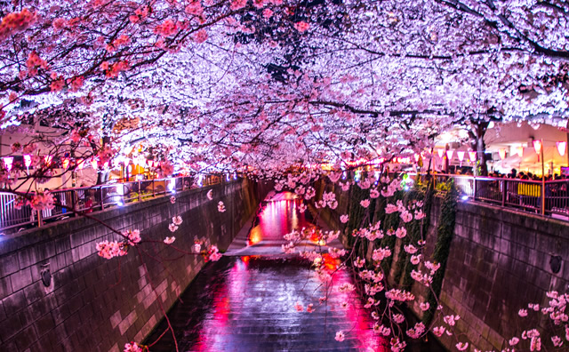 目黒川の夜桜 