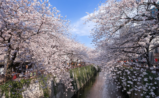 桜満開の目黒川