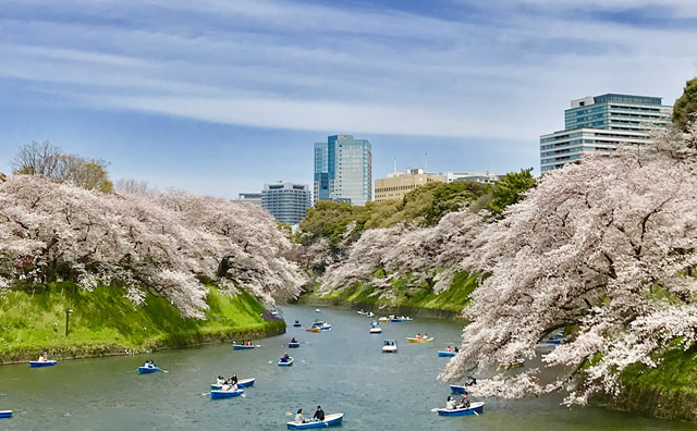 千鳥ヶ淵のさくら