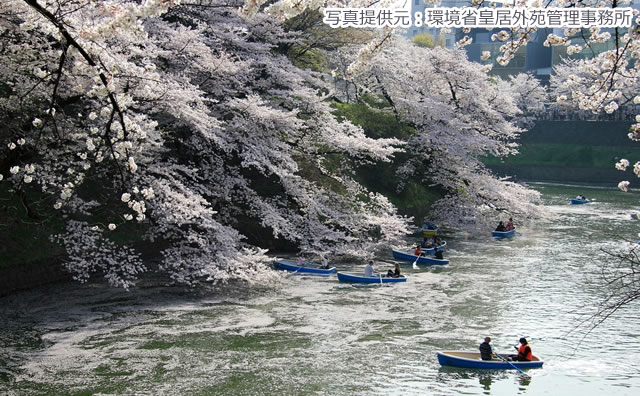 千鳥ヶ淵のさくら