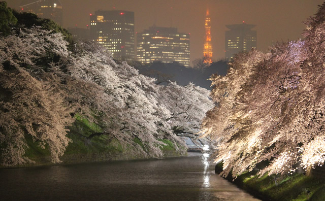 千鳥ヶ淵　夜桜 のイメージ