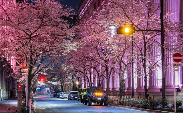 江⼾桜通り 桜ライトアップ