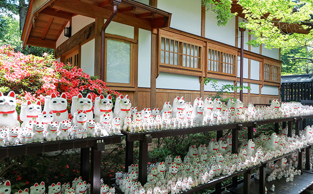 豪徳寺の招福猫児