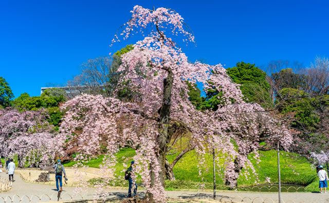小石川後楽園の桜
