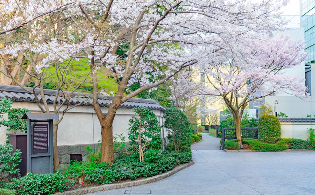 小石川後楽園の桜