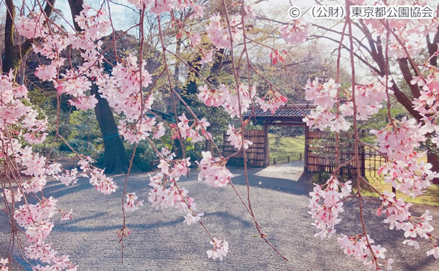 六義園　しだれ桜 