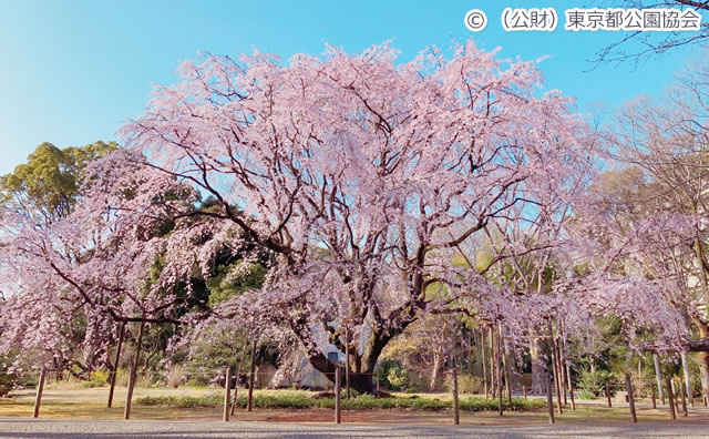 六義園 しだれ桜