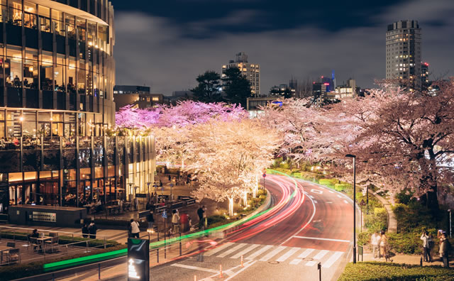東京ミッドタウンと夜桜のライトアップ