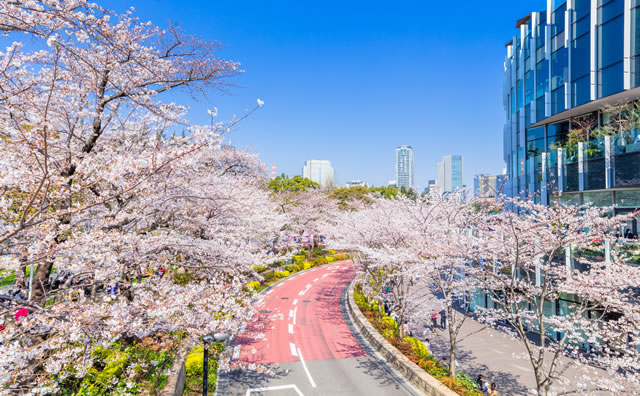 東京ミッドタウンの桜並木