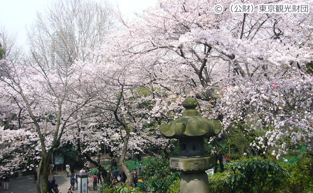 上野恩賜公園のさくら