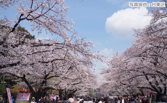 上野恩賜公園のさくら