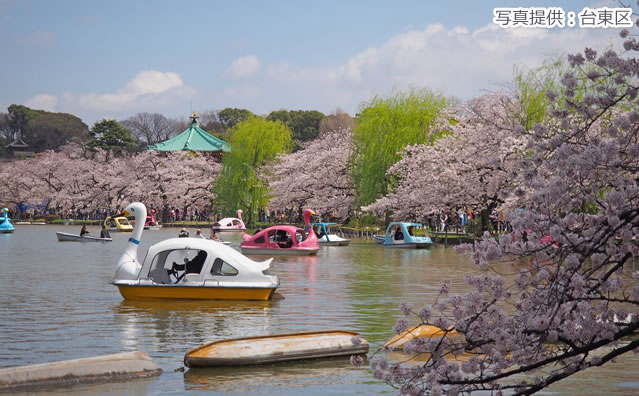 上野恩賜公園のさくら