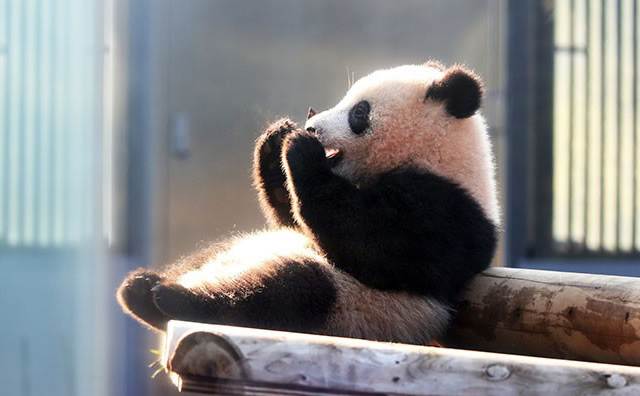 上野動物園 パンダ 