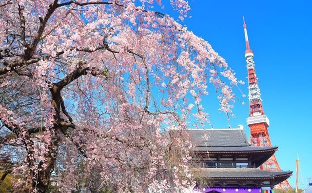 増上寺と東京タワーと満開の桜