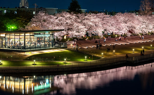 富岩運河環水公園　夜桜　