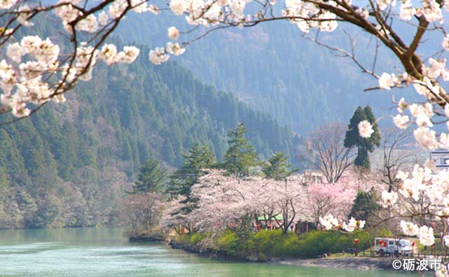 桜の時期の庄川峡イメージ