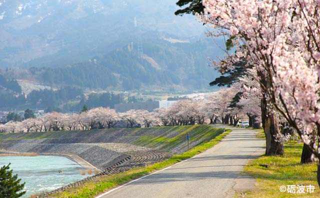 桜の時期の庄川峡イメージ