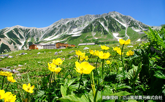 立山 シナノキンバイのイメージ