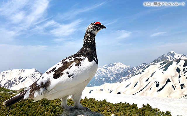 立山　雷鳥