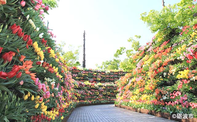 2022年度「花の大谷」のイメージ（©砺波市）