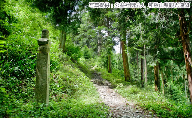 高野山町石道（写真提供：公益社団法人　和歌山県観光連盟）