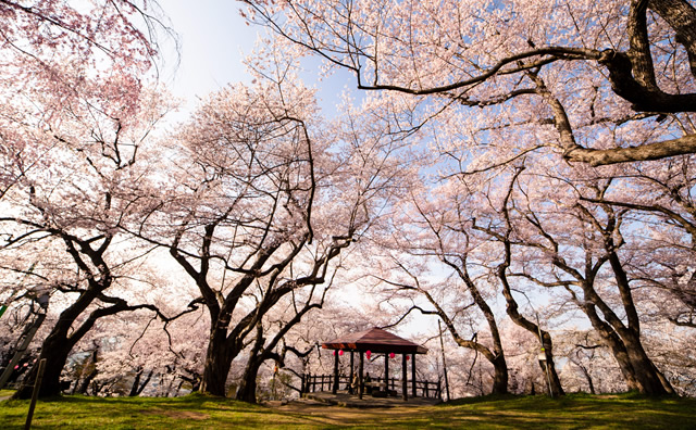 烏帽子山公園のさくら