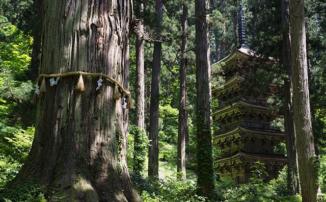 羽黒山五重塔と爺スギ