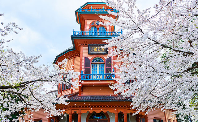 霞城公園　桜