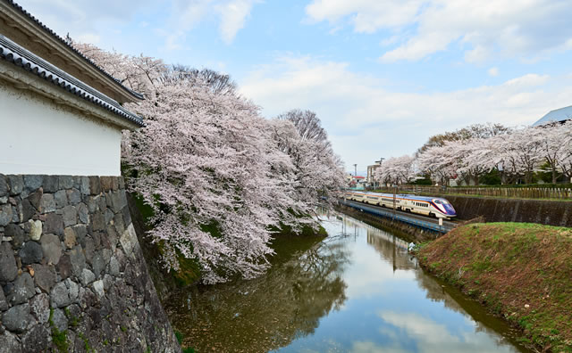 霞城公園　桜