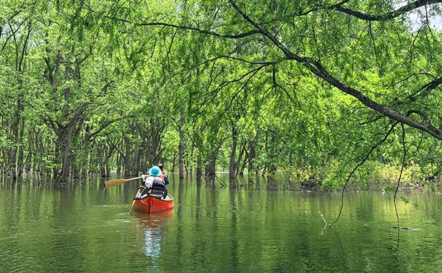 白川湖の水没林