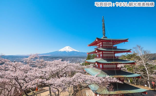 新倉山浅間公園 桜まつり