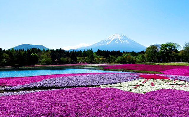 富士芝桜まつりのイメージ