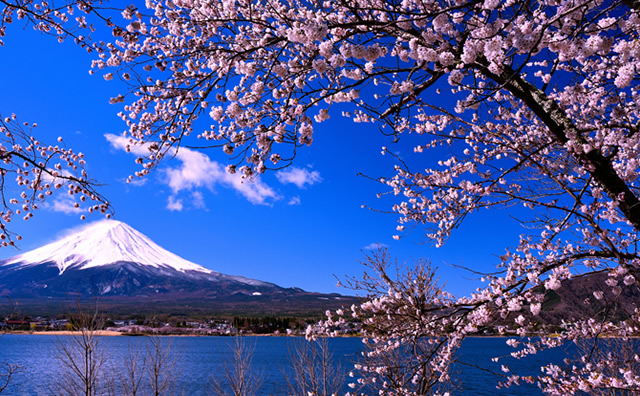河口湖の桜と富士山のイメージ